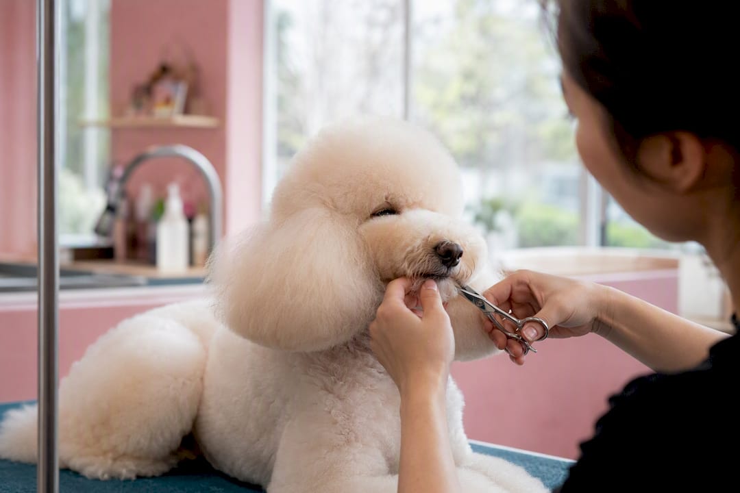 Poodle groomed in Asian fusion style