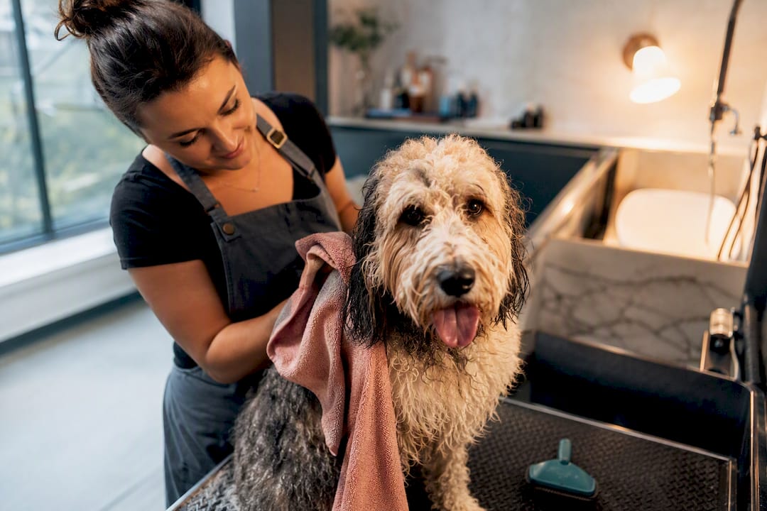 Gulf Coast Aussiedoodle Grooming: 3 Habits to Stop Mats in Humidity