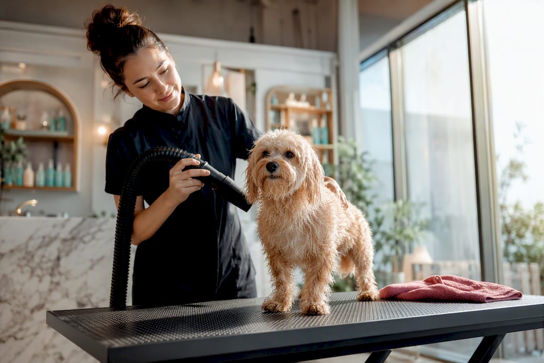 Cage Drying Risks for Gulf Coast Dogs: When Cage Free Drying Is Safer