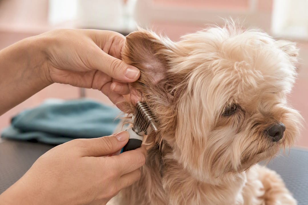 Groomer checking hidden mats behind dog's ear