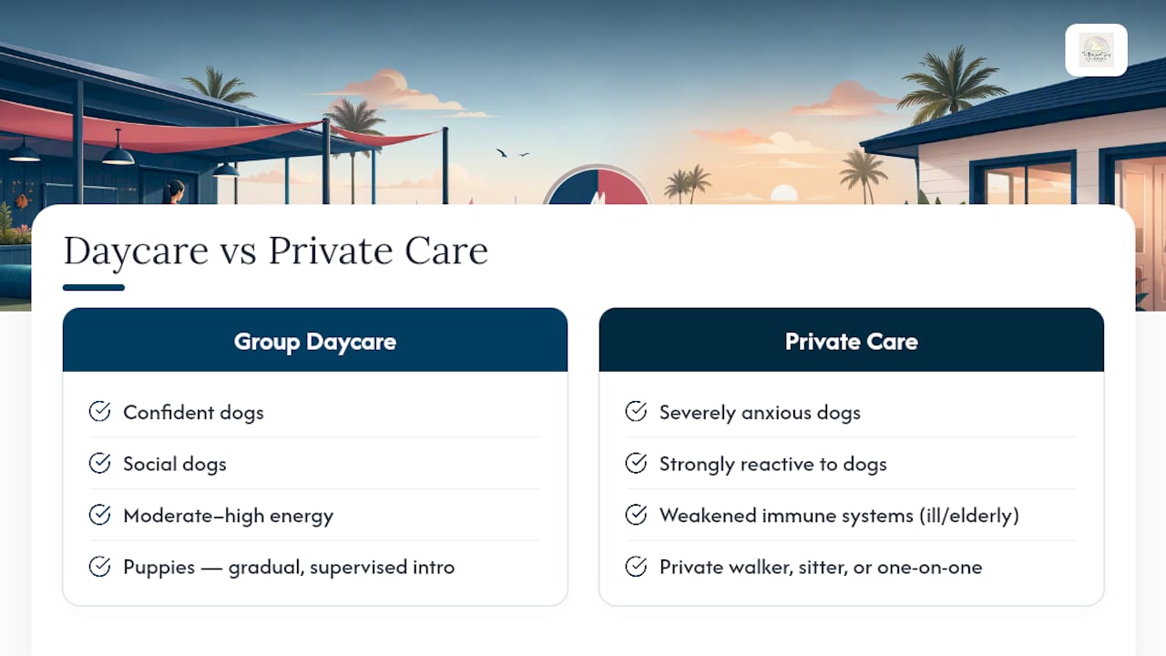 Comparison of dogs suited to daycare options