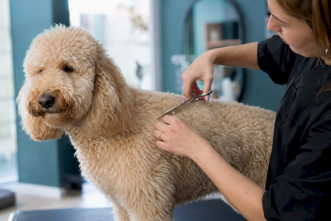 Groomer trimming double-coated dog safely