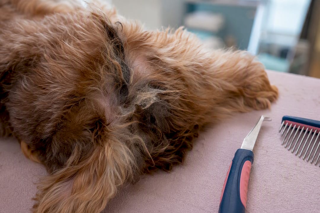 Close-up of matted dog fur with dematting tools