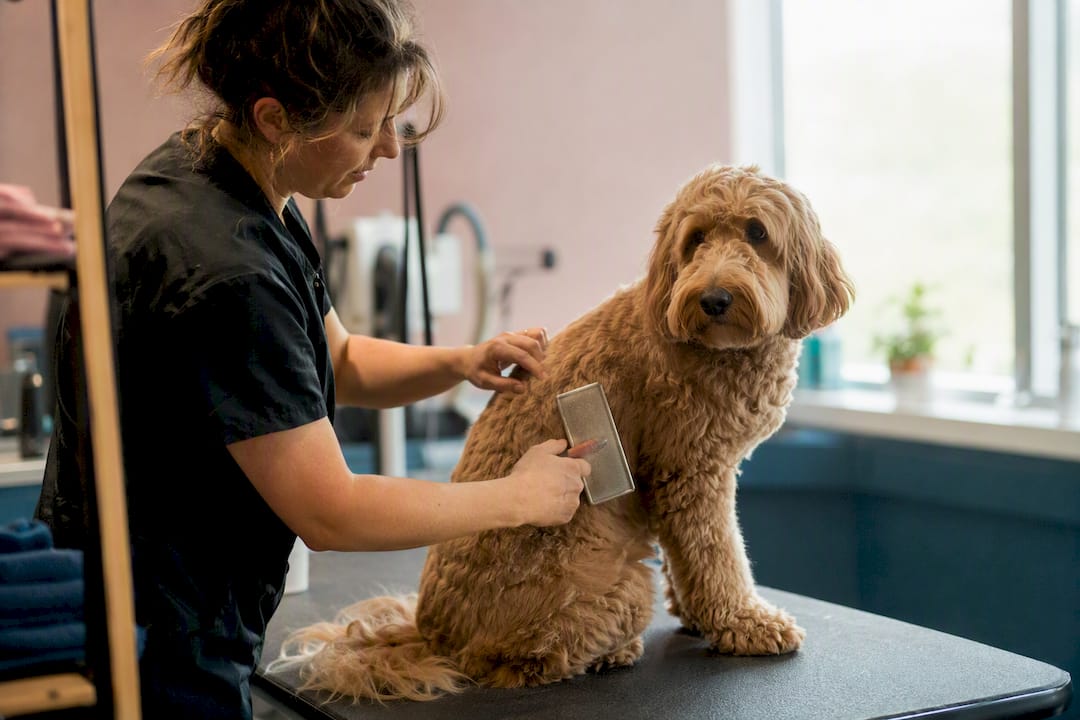 Groomer brushing doodle's curly coat gently