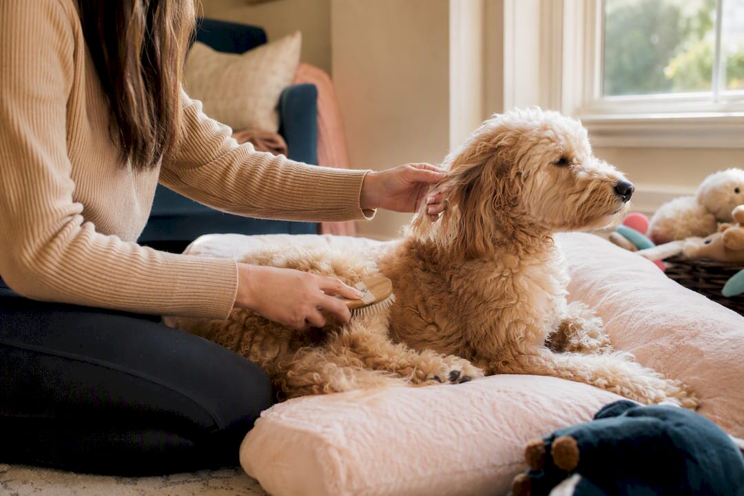 Pet parent brushing doodle's legs and ears lightly