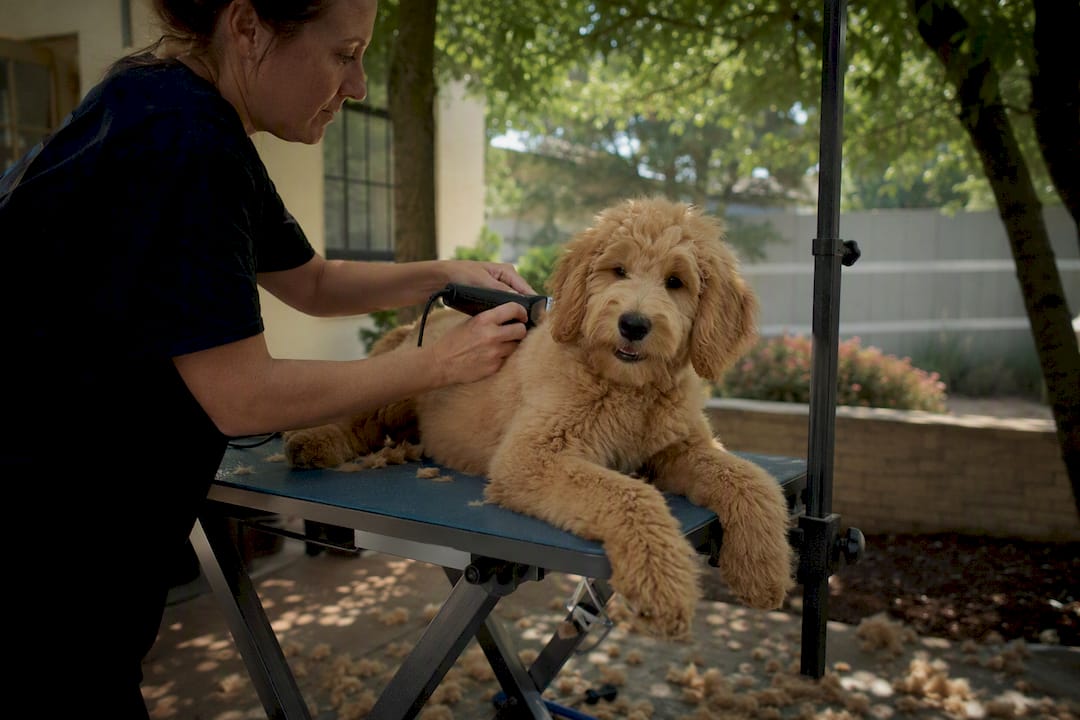 Goldendoodle puppy getting puppy cut