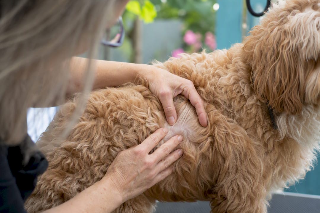 Groomer inspecting Goldendoodle coat and skin