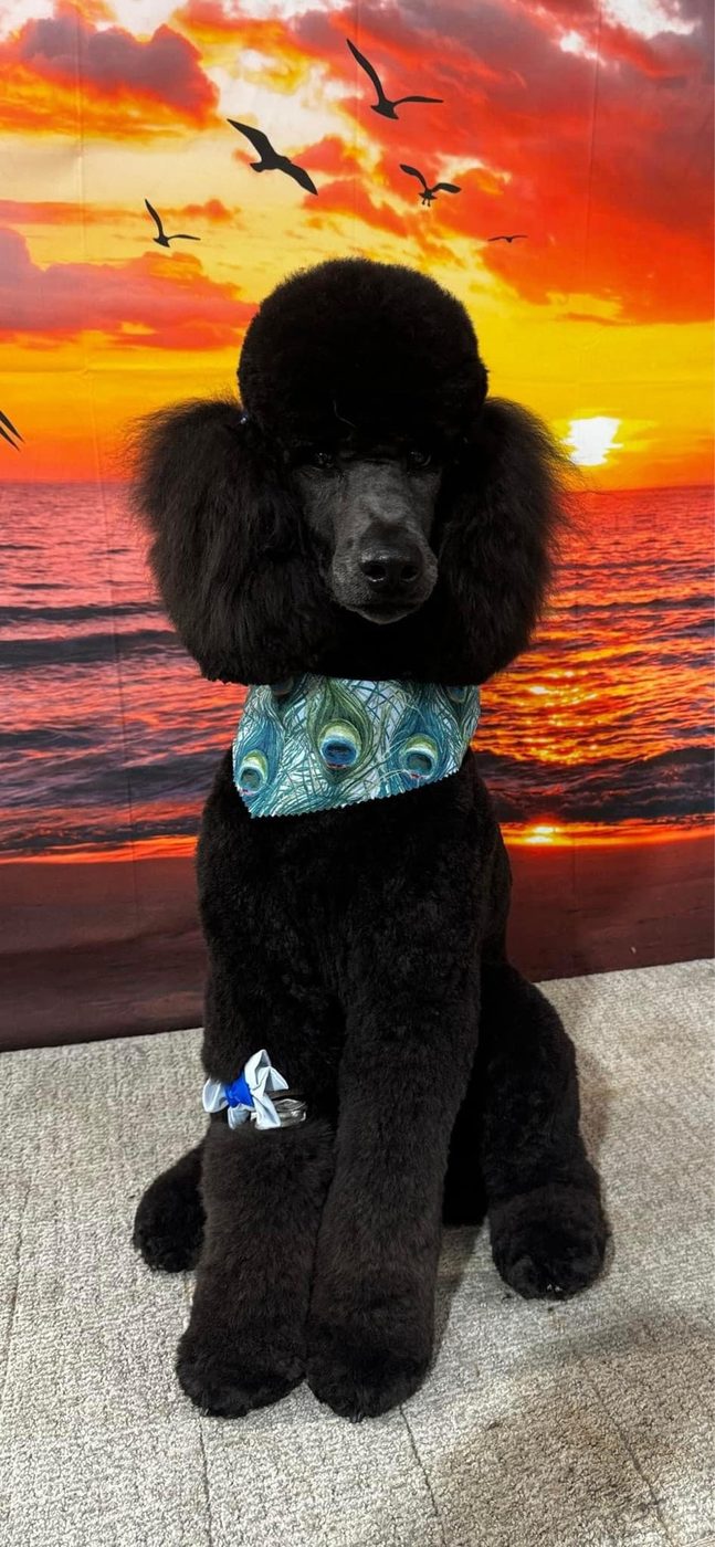 A beautifully groomed black standard poodle with a classic rounded topknot, sitting in front of a sunset backdrop at The Pampered Pup dog grooming salon in Mobile, AL