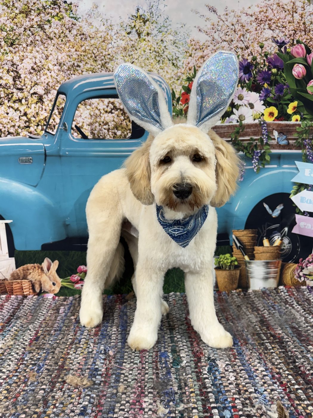 A happy groomed dog with bunny ears for a spring photo