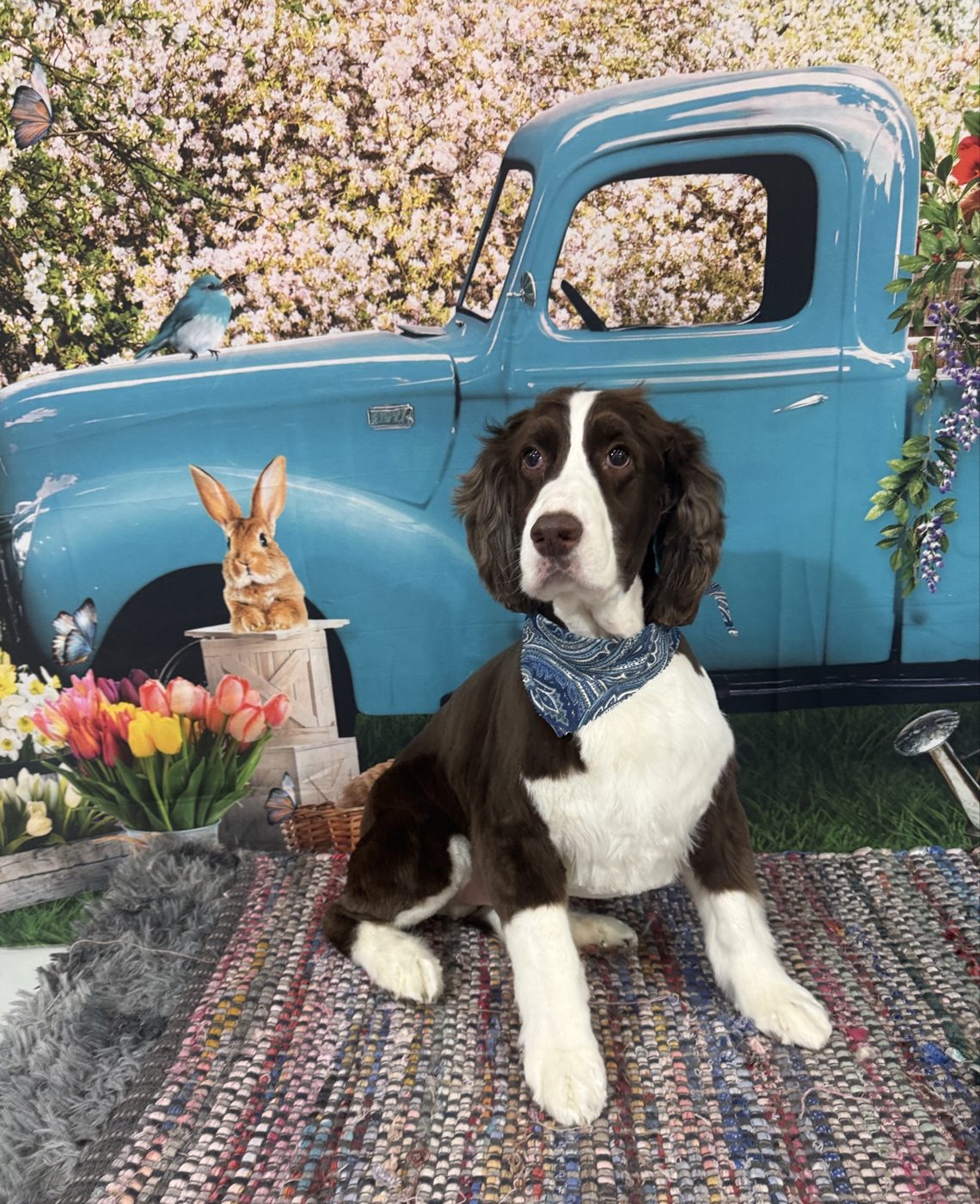 A groomed spaniel sitting in front of a vintage blue truck