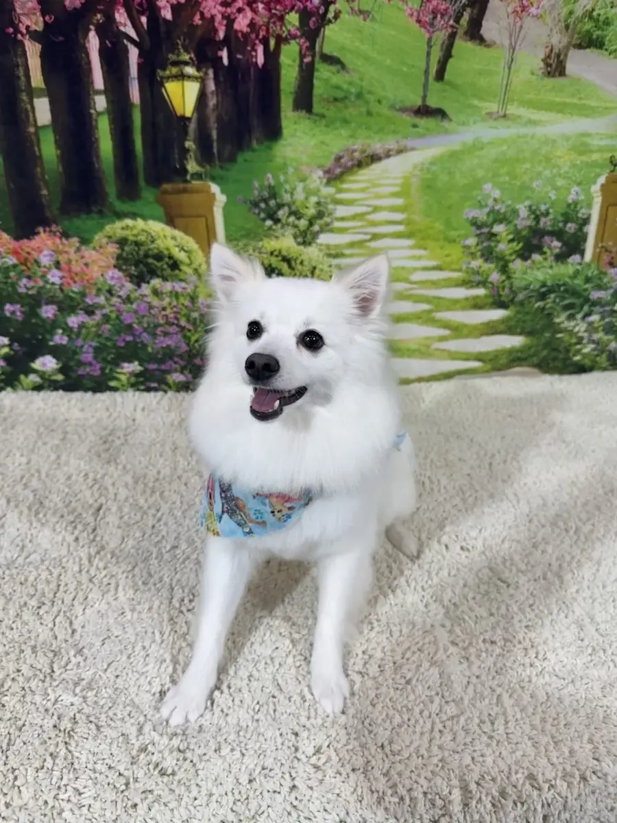 A gentle first grooming visit for a puppy at The Pampered Pup in Mobile, AL