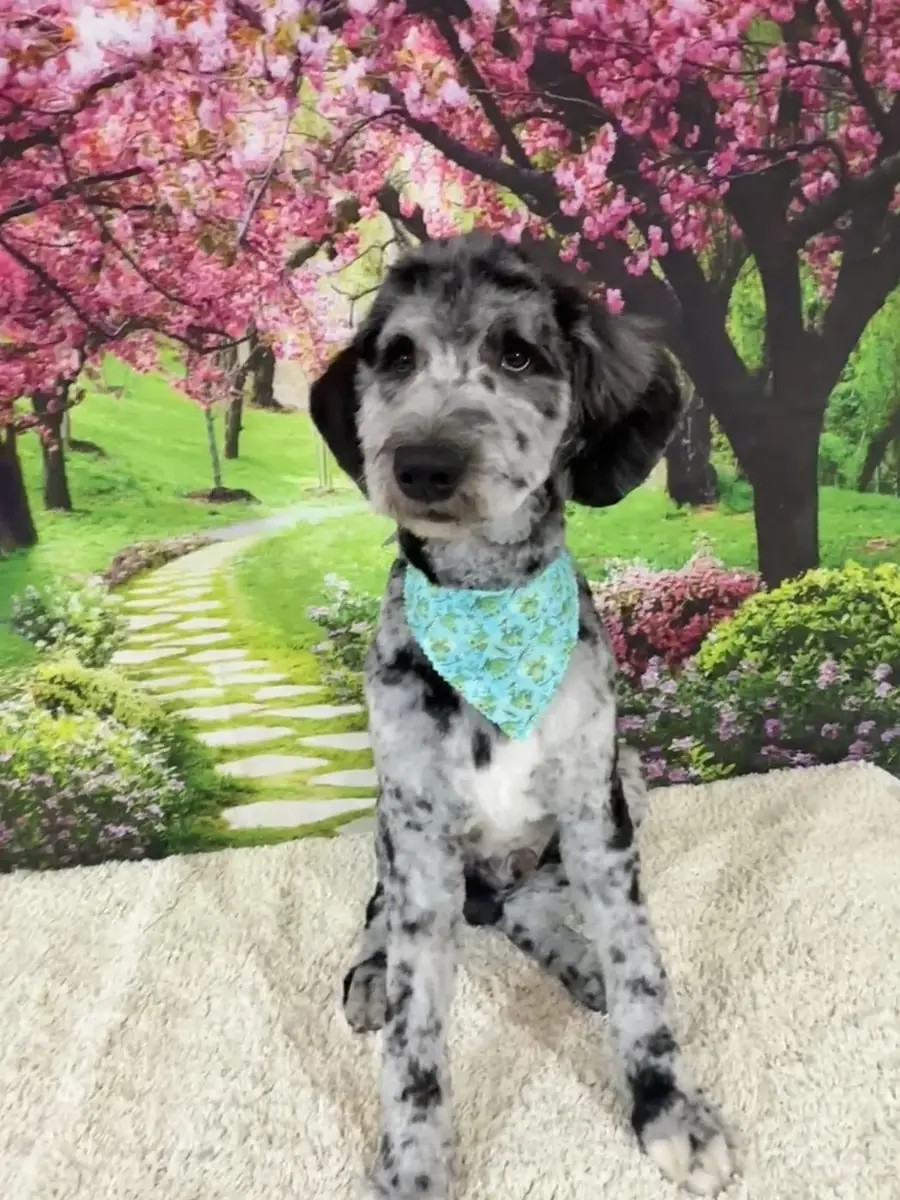 A spotted Goldendoodle in a teal bandana after a full groom at The Pampered Pup in Mobile, AL