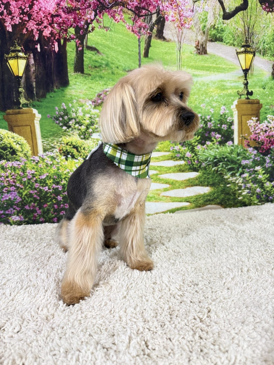 A beautifully groomed dog with a soft, fluffy coat
