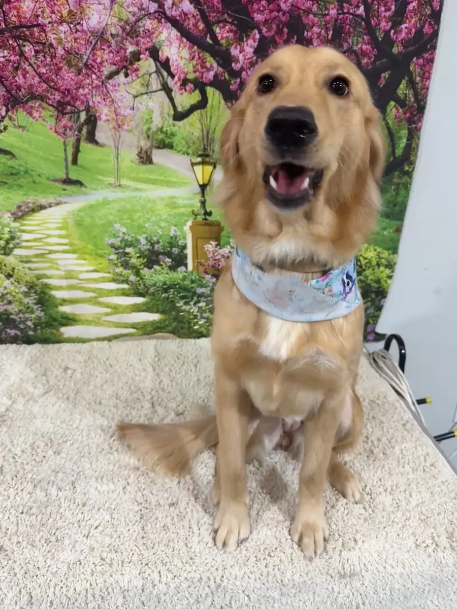 A happy Golden Retriever with a healthy shining coat sitting comfortably after a cage-free groom in Mobile, AL