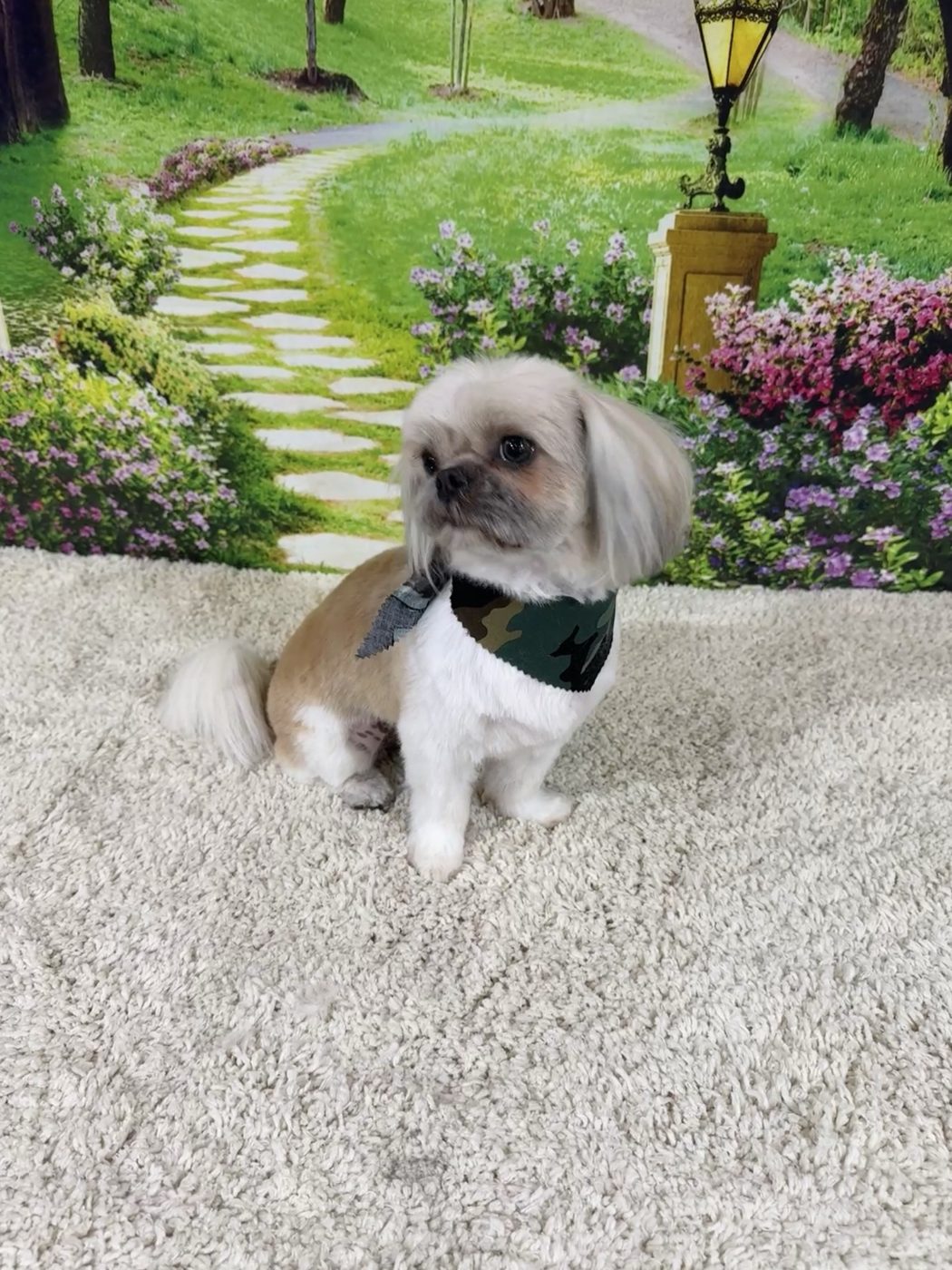 A gentle first grooming visit for a puppy at The Pampered Pup in Mobile, AL