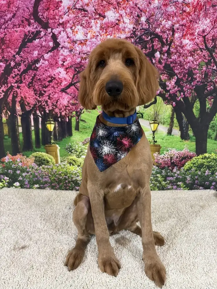 A beautifully groomed spaniel with a soft tangle-free coat sitting among pink blossoms in Mobile, AL