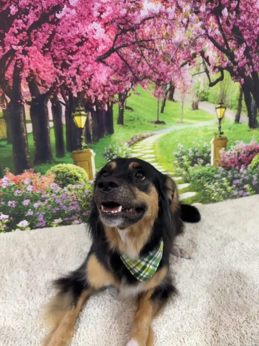 A relaxed, freshly groomed dog resting comfortably
