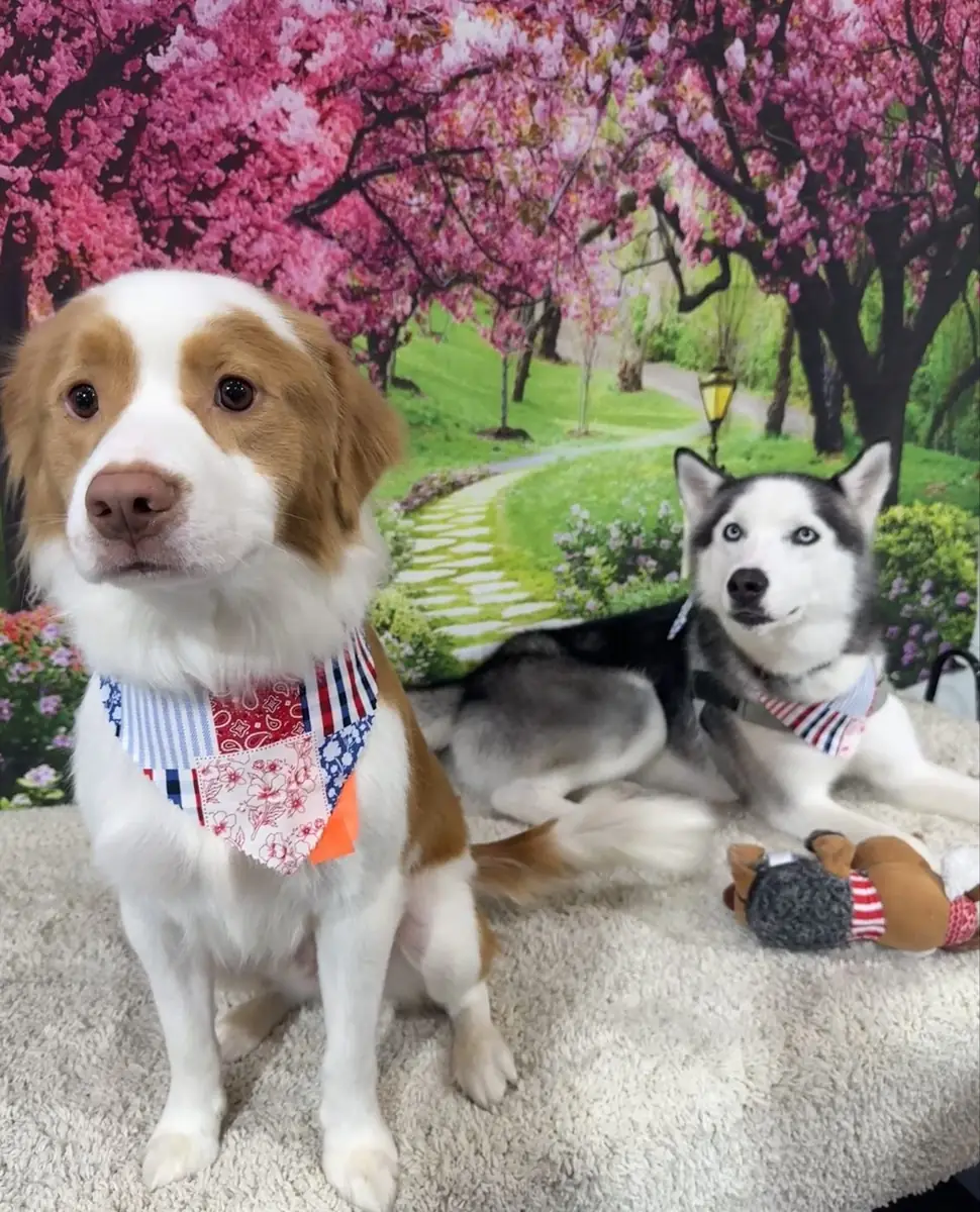A senior dog receiving gentle, patient grooming at The Pampered Pup