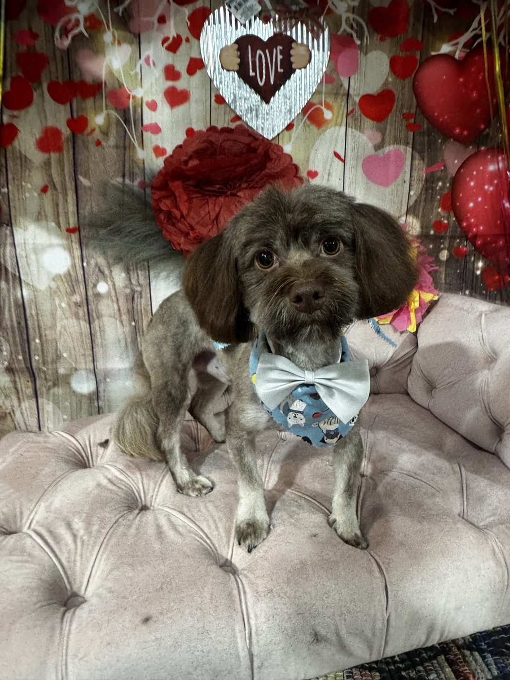 A relaxed, freshly groomed dog resting comfortably