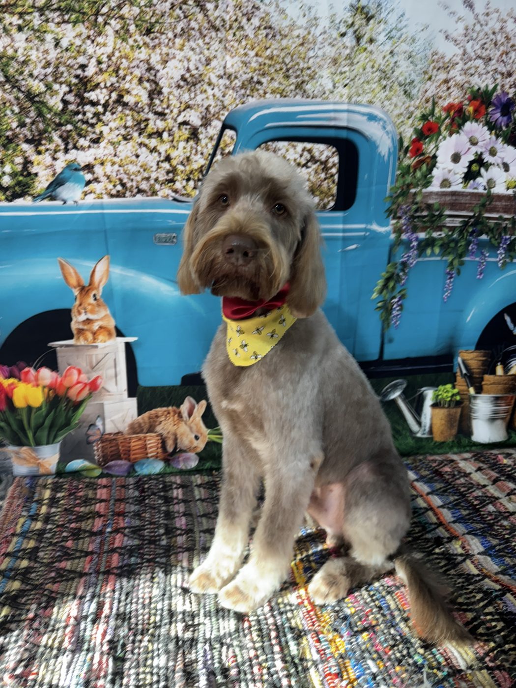 A senior dog receiving gentle, patient grooming at The Pampered Pup