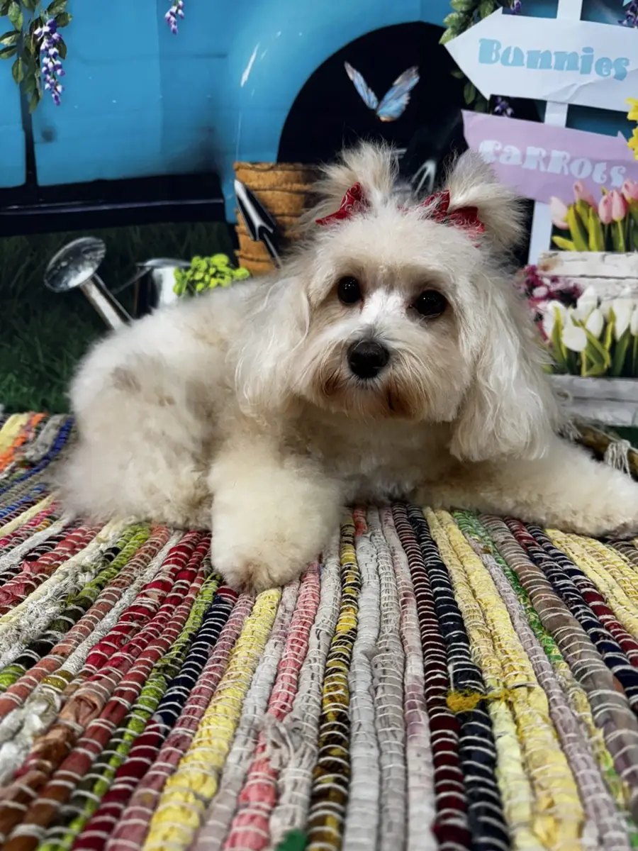 A happy groomed dog with bunny ears for a spring photo
