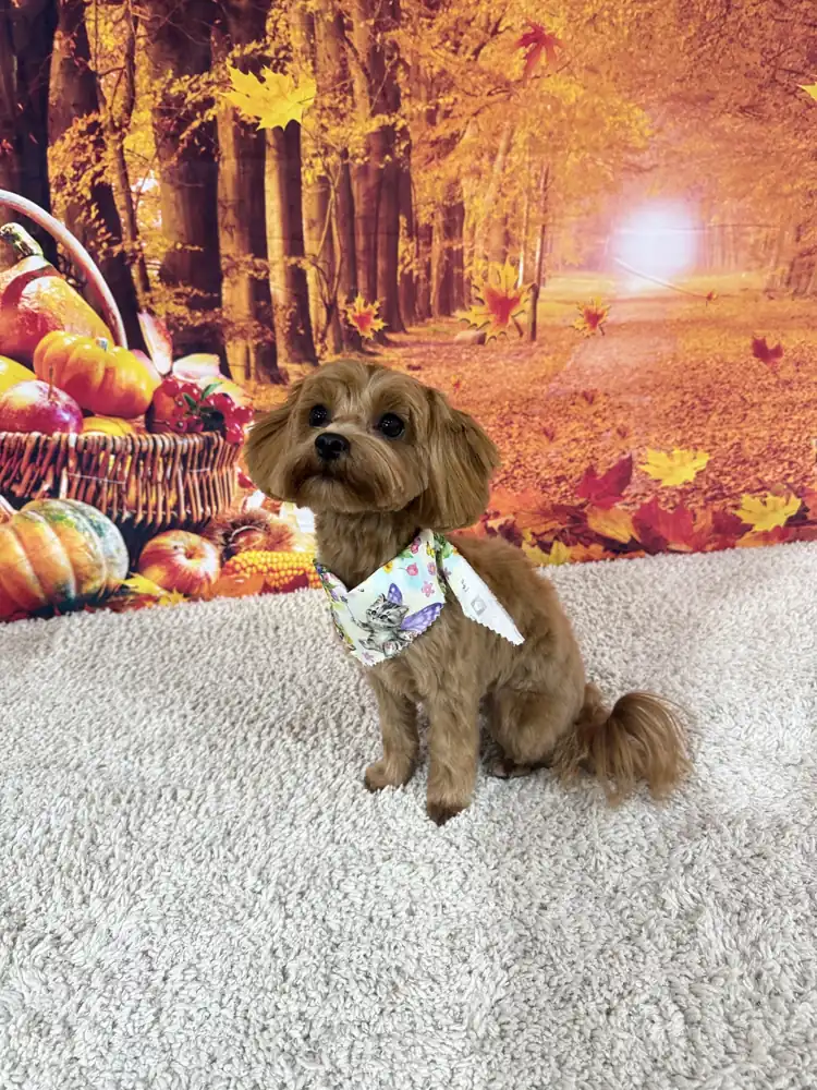 Nala, a fluffy red Cavapoo in an autumn bandana, freshly groomed and featured as Pup of the Week at The Pampered Pup in Mobile, AL