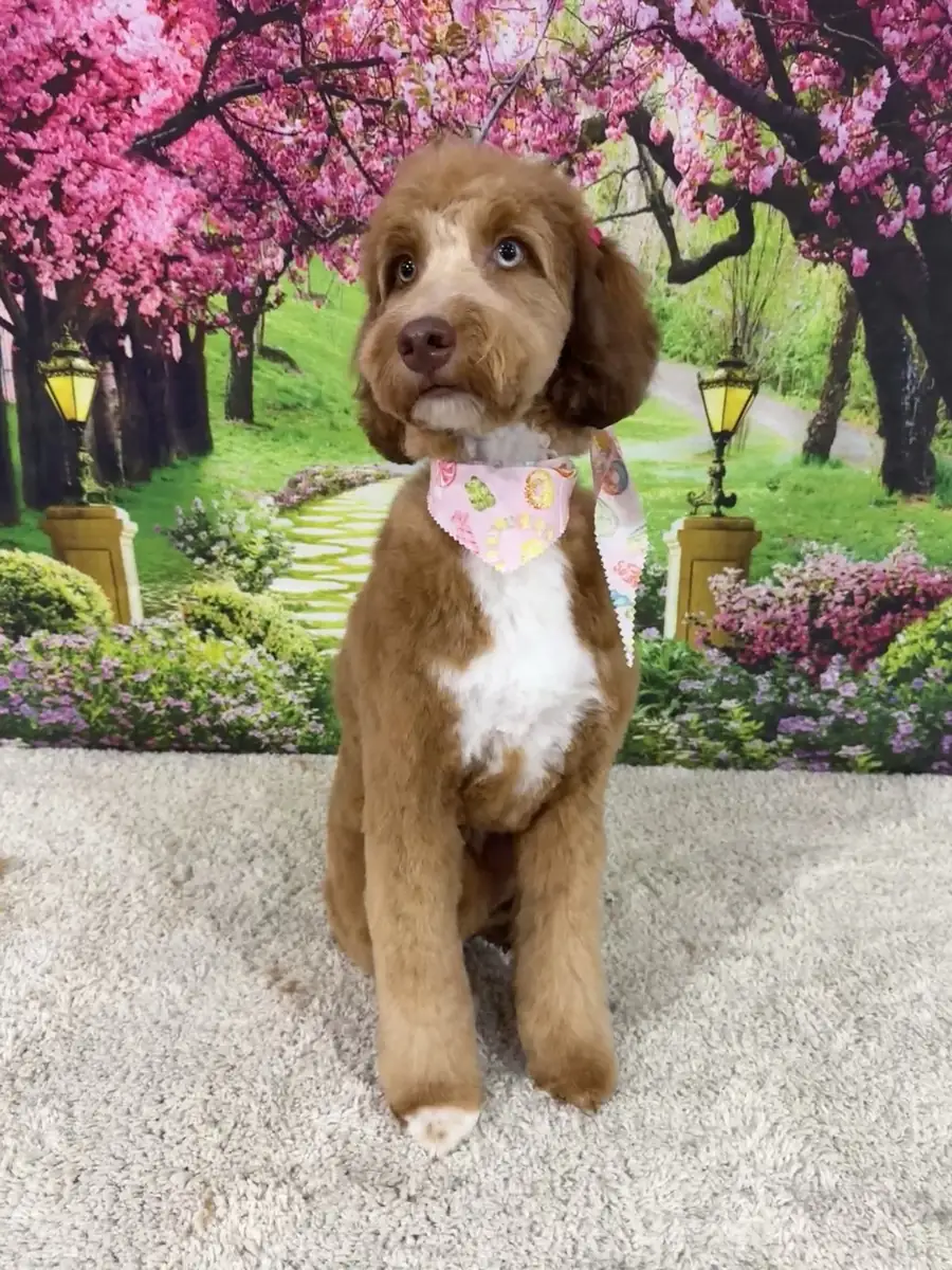 Skye, a chocolate-and-white doodle in a pink bandana, freshly groomed and comfortable during a Mobile, AL summer
