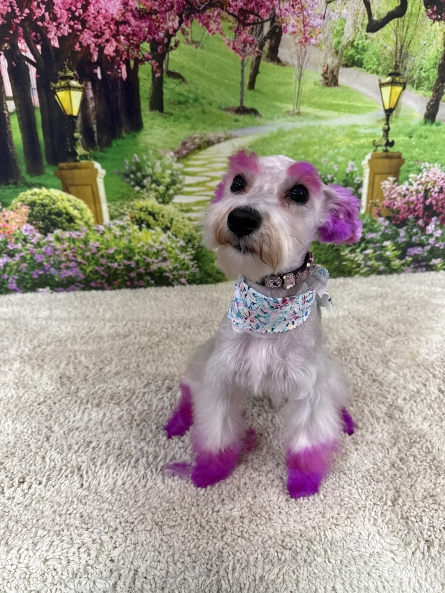 Winnie, a Miniature Schnauzer with creative color, freshly groomed at The Pampered Pup in Mobile, AL